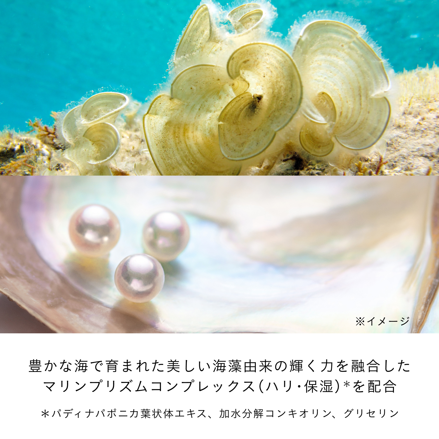 アンベリスールデクラ image number 7